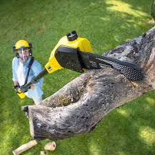 How Our Tree Care Process Works  in  Medical Lake, WA