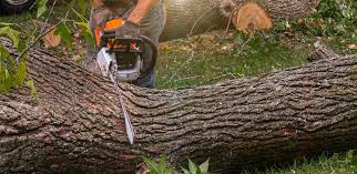 Best Arborist Consultation Services  in Medical Lake, WA