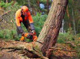 Best Tree Risk Assessment  in Medical Lake, WA