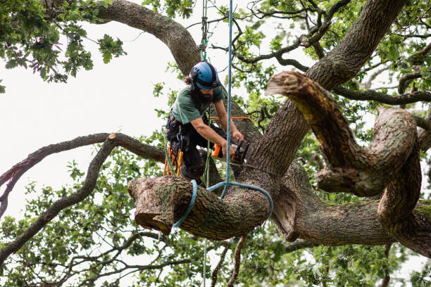 Best Tree Maintenance Programs  in Medical Lake, WA