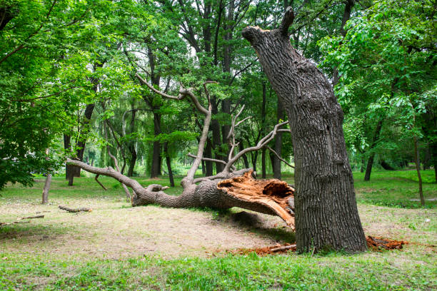 Best Emergency Tree Removal  in Medical Lake, WA