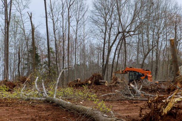 Best Root Management and Removal  in Medical Lake, WA