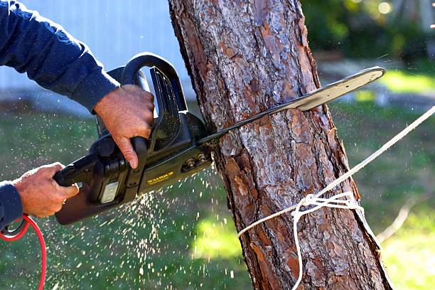 Best Fruit Tree Pruning  in Medical Lake, WA