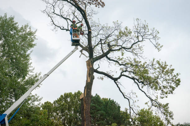 Medical Lake, WA Tree Care Company