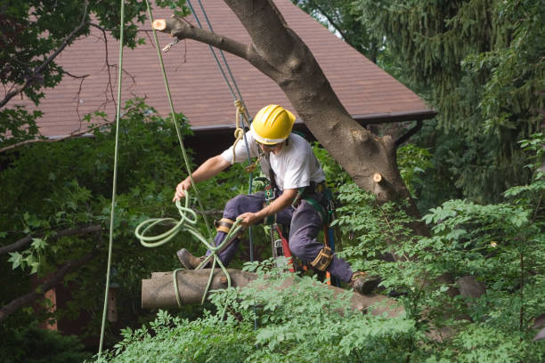Best Lawn Watering Services  in Medical Lake, WA