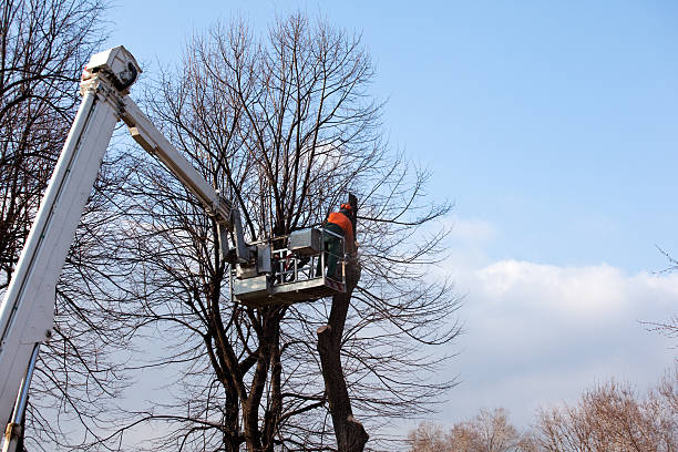 Best Tree and Shrub Care  in Medical Lake, WA