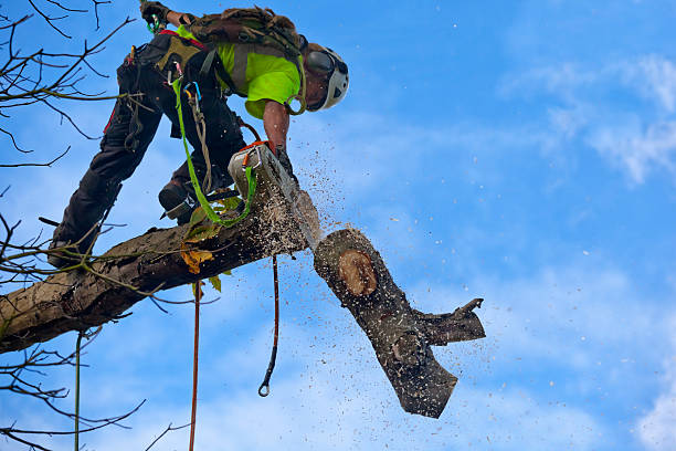 Best Tree Cabling and Bracing  in Medical Lake, WA